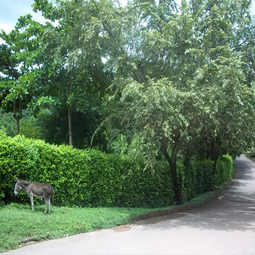 FINCA NILO CUNDINAMARCA